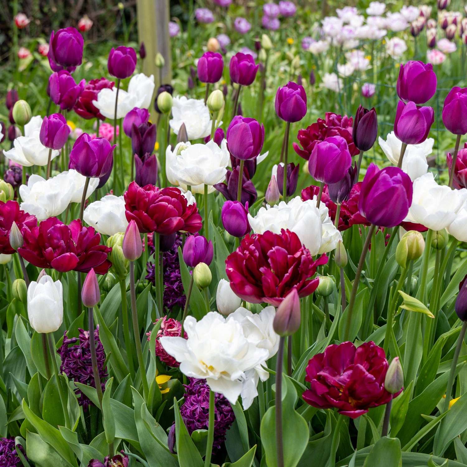 Mélange exclusif 'Svaneke By Night'